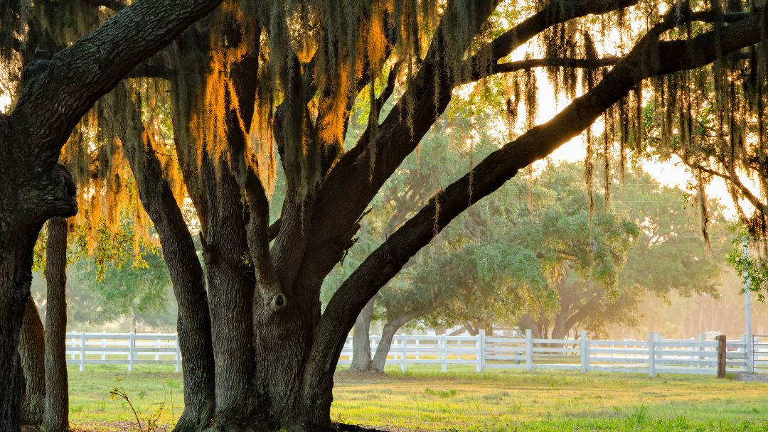 Heritage Oaks Real Estate